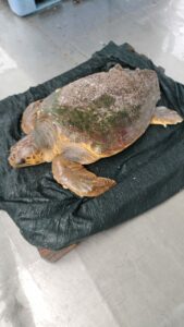Mauro-caretta-Enpa-Nisida-tartaruga