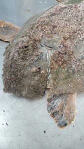 Mauro-caretta-enpa-nisida-tartaruga-3