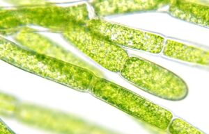 microalghe