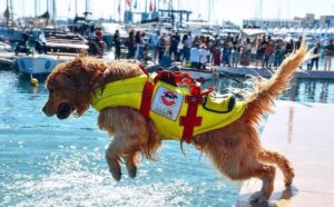 SICS - Scuola Italiana Cani Salvataggio